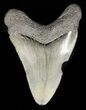 Bargain, Juvenile Megalodon Tooth #48207-1